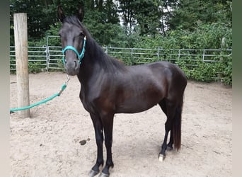 Mangalarga Marchador Mix, Wallach, 3 Jahre, Rappe