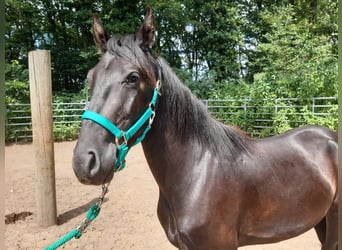 Mangalarga Marchador Mix, Wallach, 3 Jahre, Rappe