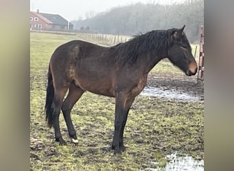 Mangalarga Marchador, Wallach, 4 Jahre, 156 cm, Roan-Blue