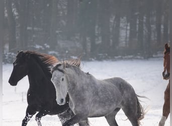 Mangalarga Marchador, Wallach, 5 Jahre, 157 cm, Apfelschimmel