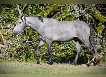 Mangalarga Marchador, Wallach, 5 Jahre, 157 cm, Apfelschimmel
