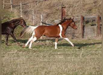 Mangalarga Marchador, Wallach, 5 Jahre, 160 cm, Tobiano-alle-Farben