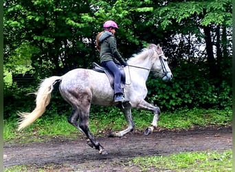 Mangalarga Marchador, Wallach, 8 Jahre, 154 cm, Apfelschimmel