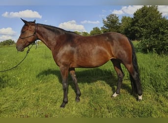 Mangalarga Marchador, Yegua, 10 años, 152 cm, Castaño