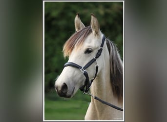 Mangalarga Marchador, Yegua, 1 año, 153 cm, Buckskin/Bayo