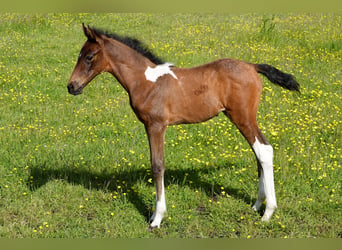 Mangalarga Marchador, Yegua, 2 años, 155 cm, Castaño