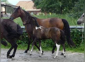 Mangalarga Marchador, Yegua, 2 años, 155 cm, Castaño