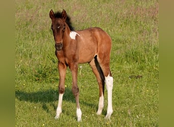 Mangalarga Marchador, Yegua, 2 años, 155 cm, Castaño