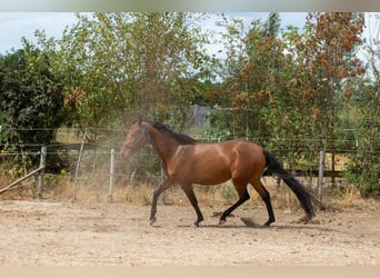 Mangalarga Marchador, Yegua, 4 años, 147 cm, Castaño