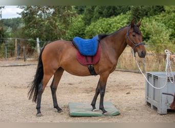 Mangalarga Marchador, Yegua, 4 años, 147 cm, Castaño
