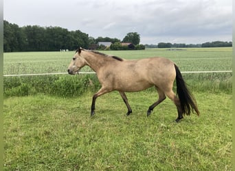 Mangalarga Marchador, Yegua, 5 años, 155 cm, Buckskin/Bayo