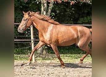 Mangalarga Marchador, Yegua, 6 años, 149 cm, Alazán rojizo