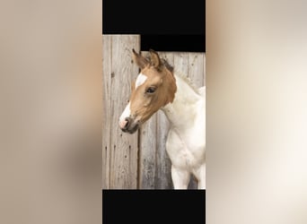 Mangalarga, Stallone, Puledri (06/2026), 152 cm, Pelle di daino