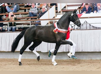 Koń westfalski, Ogier, 10 lat, 178 cm, Kara