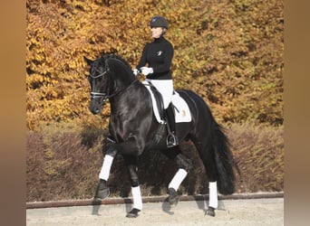 Westfaliano, Semental, 10 años, 178 cm, Negro