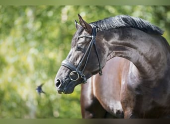 Westfaliano, Semental, 10 años, 178 cm, Negro