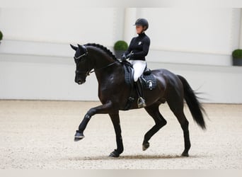 Westfaliano, Stallone, 11 Anni, 178 cm, Morello