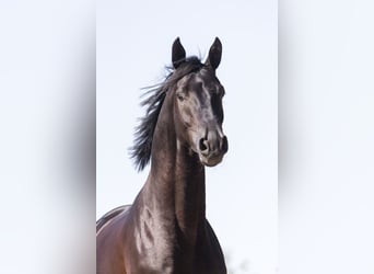 Westfaliano, Stallone, 11 Anni, 178 cm, Morello