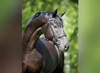 Westfaliano, Stallone, 11 Anni, 178 cm, Morello