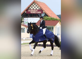 Westfaliano, Stallone, 11 Anni, 178 cm, Morello