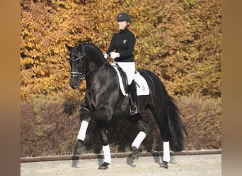 Westphalian, Stallion, 9 years, 17.1 hh, Black