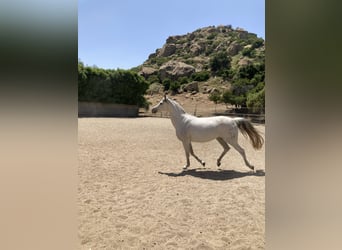 Mare for lease