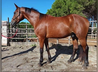 Maremmano, Caballo castrado, 10 años, 171 cm, Alazán-tostado
