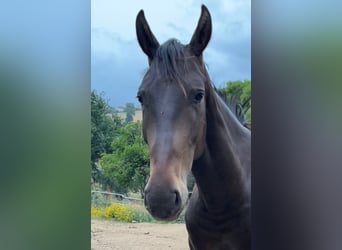 Maremmano, Caballo castrado, 3 años, 165 cm, Castaño oscuro