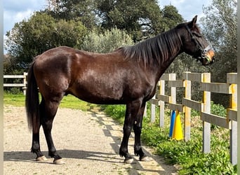 Maremmano, Caballo castrado, 5 años, 161 cm, Morcillo