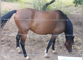 Maremmano, Caballo castrado, 6 años, 175 cm, Castaño