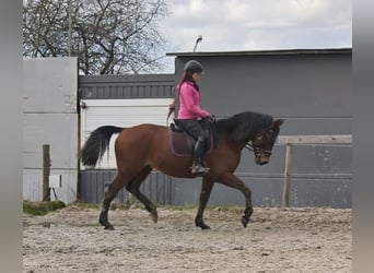 Maremmano, Caballo castrado, 9 años, 171 cm, Castaño