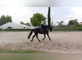Maremmano, Mare, 6 years, 15.2 hh, Black
