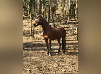 Maremmano Mix, Ruin, 15 Jaar, 178 cm, Bruin