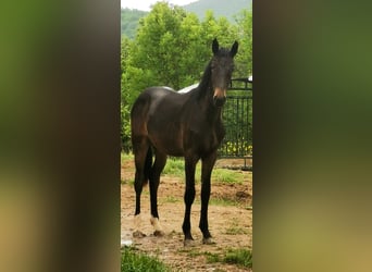 Maremmano, Stallion, 1 year, Bay-Dark