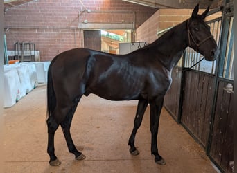 Maremmano, Stallion, 2 years, 16.2 hh