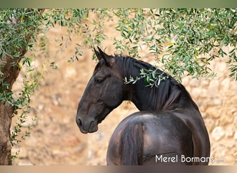 Maremmano, Stallion, 7 years, 16.2 hh, Smoky-Black