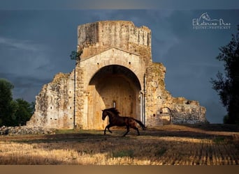 Maremmano, Stallion, 7 years, 16,2 hh, Smoky-Black