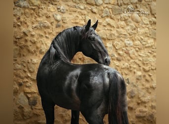 Maremmano, Stallion, 8 years, 16.2 hh, Smoky-Black