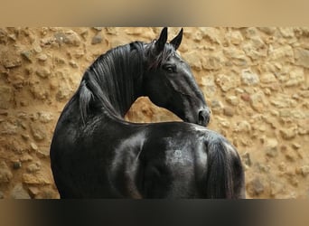 Maremmano, Stallion, 9 years, 16,2 hh, Smoky-Black