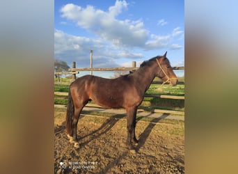 Maremmano, Stallone, 2 Anni, 170 cm, Baio scuro