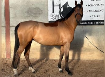 Maremmano, Stute, 5 Jahre, 168 cm, Rotbrauner