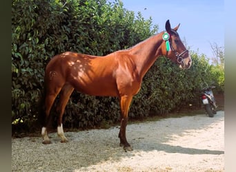 Maremmano, Yegua, 4 años, 167 cm, Castaño rojizo