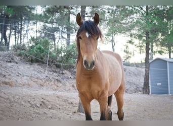 PRE, Stallion, 9 years, 16.1 hh, Palomino