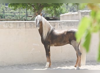 PRE, Stallion, 9 years, 16.1 hh, Palomino