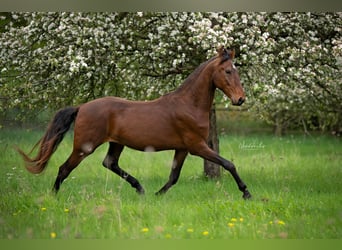 Marwari, Gelding, 3 years, 15,2 hh, Brown