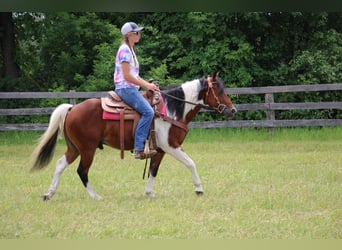 Más caballos centroeuropeos, Caballo castrado, 10 años, 132 cm, Tobiano-todas las-capas