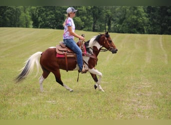 Más caballos centroeuropeos, Caballo castrado, 10 años, 132 cm, Tobiano-todas las-capas