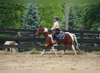 Más caballos centroeuropeos, Caballo castrado, 10 años, 132 cm, Tobiano-todas las-capas