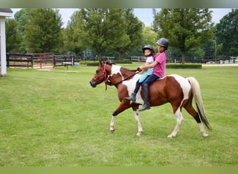 Más caballos centroeuropeos, Caballo castrado, 10 años, 132 cm, Tobiano-todas las-capas