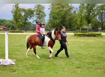 Más caballos centroeuropeos, Caballo castrado, 10 años, 132 cm, Tobiano-todas las-capas